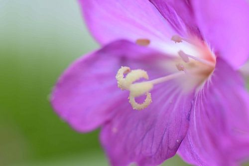 Paarse bloem