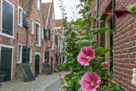 Middelburg, Kuiperspoort, met mooie roze bloemen, stokroos,  op de voorgrond