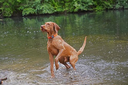 Waterspelletjes aan het meer met een bruine Magyar Vizsla draadhaar.