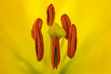 Beautiful Stampings of lily by Ghazaleh Givi