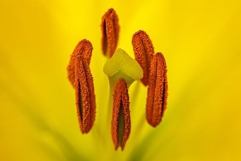 Magnifiques estampilles de lily par Ghazaleh Givi