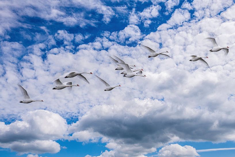A Swarm of White Flying Swans. by Brian Morgan