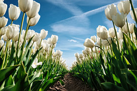 Weiße Tulpen von Marvin Schweer