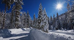 Forêt d'hiver à Kreuth