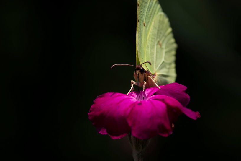 Lemonade by Jorn Veen