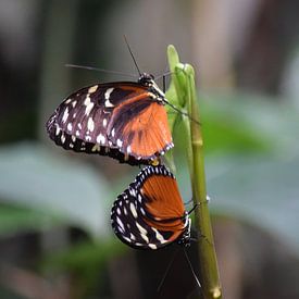 Two butterflies on a twig by Nicolette Vermeulen