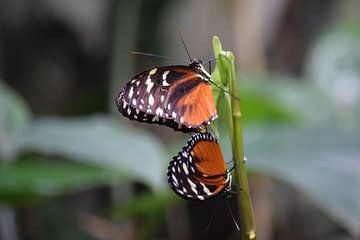 Twee vlinders op een takje van Nicolette Vermeulen