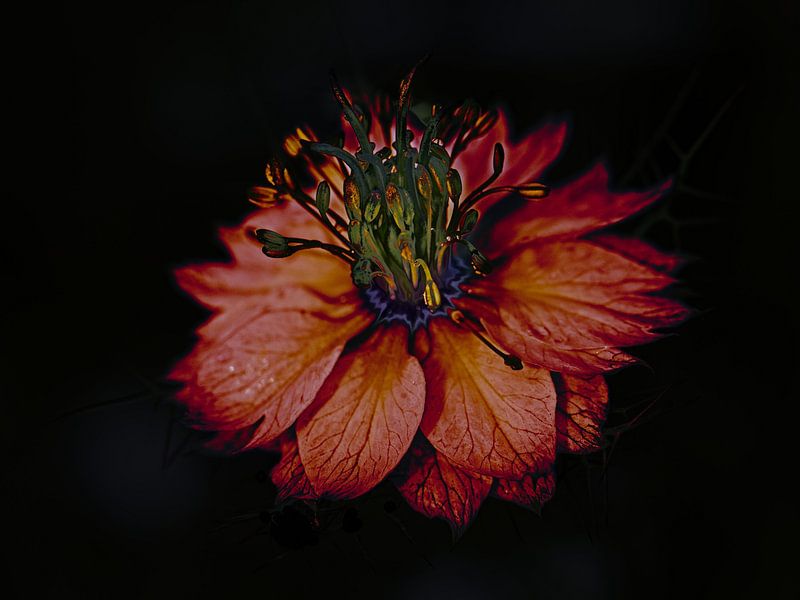 Juffertje in het Groen van Rob Boon