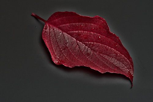 Leaf of a dogwood in a beautiful red autumn colour
