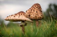 Mushroom parasol mushroom van Fotografiemg thumbnail