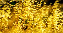 Dancing In The Summer Sun No.1 van Urban Photo Lab