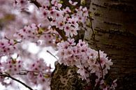 Blossom and bark by Merel Pape Photography thumbnail