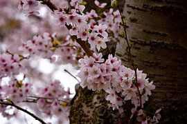 Blossom and bark by Merel Pape Photography