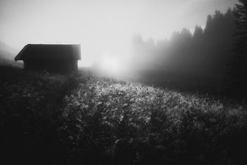 Sonne leckt Tau von Roswitha Schleicher-Schwarz