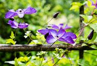 Purple viola flowers in a botanical garden in Brussels by Werner Lerooy thumbnail