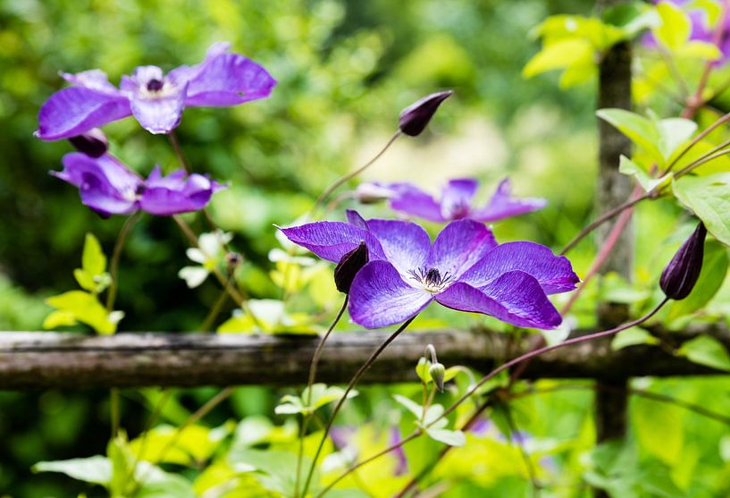 Purple viola flowers in a botanical garden in Brussels by Werner Lerooy
