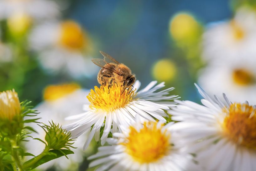 Bee on the blossom of an aster flower by ManfredFotos