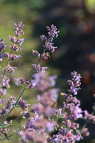 Schöne lila Lavendelblüten im Garten