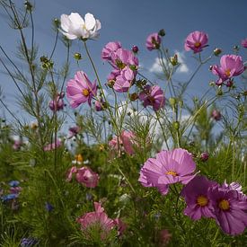Flowers van Frank Lavooij