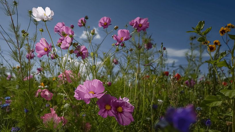 Flowers van Frank Lavooij