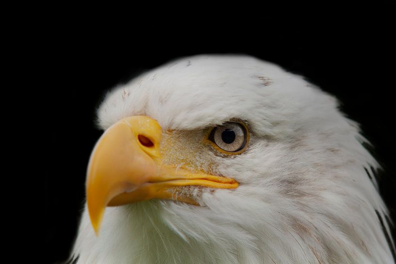 Weisskopf Seeadler, ein Porträt. von Gert Hilbink