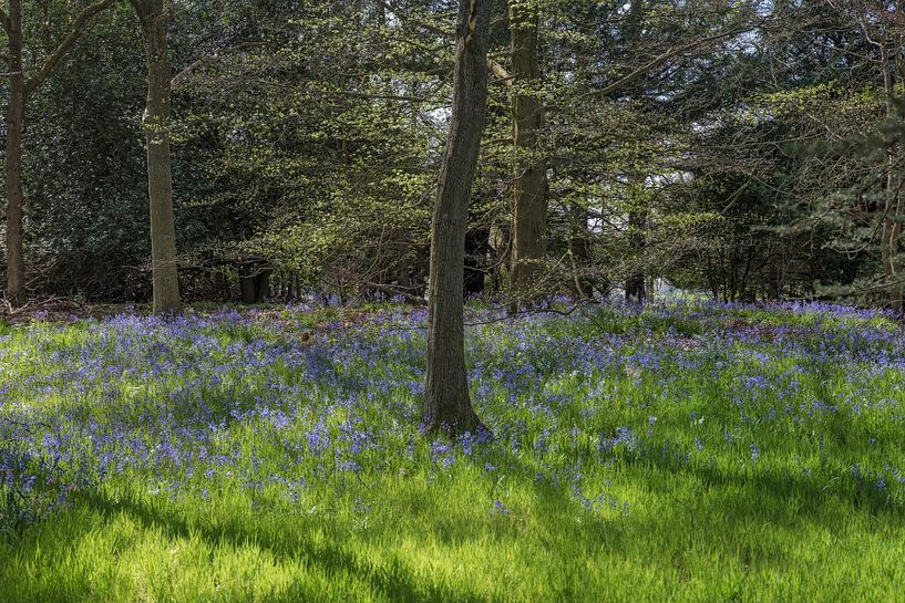 Bluebells by Dick Carlier