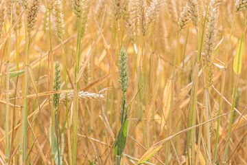 Grain, ripe and unripe by Ans Bastiaanssen