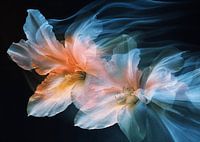 Flower dream