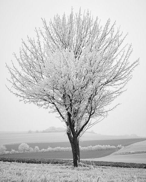 Winter-Ernte 1 von Keith Wilson Photography