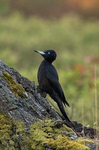 Black Woodpecker ( Dryocopus martius ) van wunderbare Erde