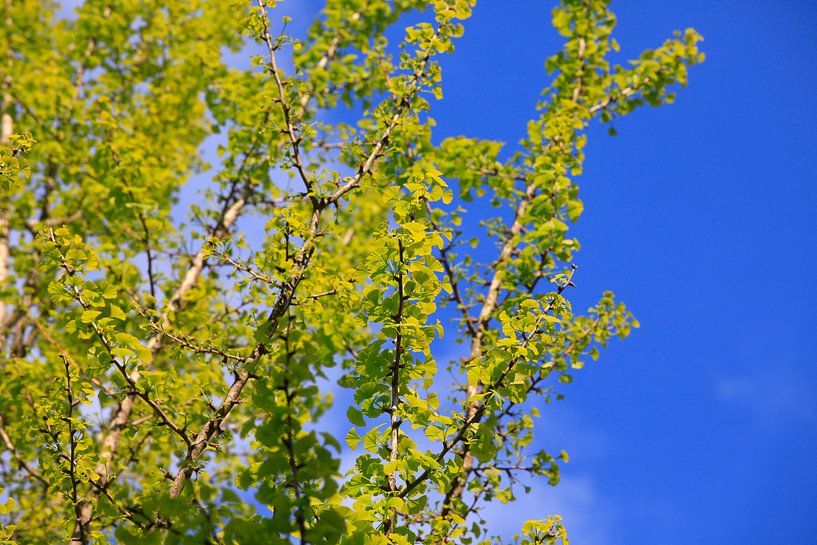 Ginkgo par Thomas Jäger