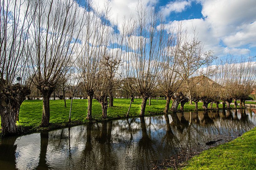 Pollard willows along a ditch. by Brian Morgan