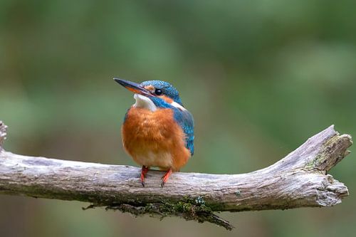 IJsvogel (Alcedo atthis)