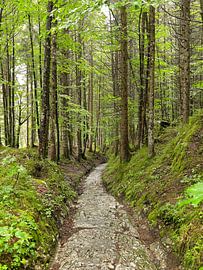 Römerstraße im Wald von Ralph Rainer Steffens