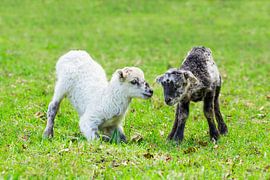 Twee pasgeboren lammetjes spelen samen in groene wei tijdens de lente