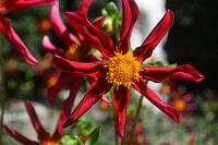 Eine Dahlie