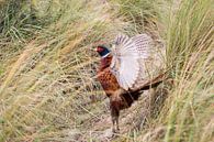 As free as a bird (pheasant) by Marjo Kusters thumbnail