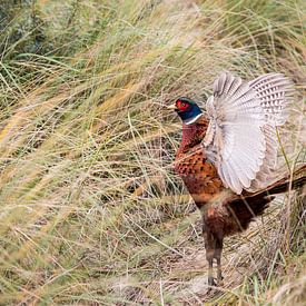 As free as a bird (pheasant) by Marjo Kusters