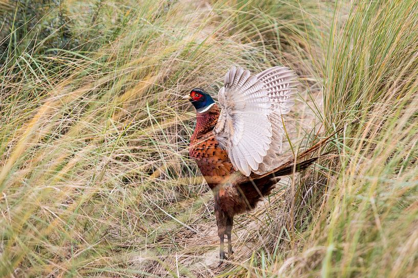 Zo vrij als een vogel (fazant) van Marjo Kusters