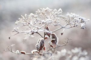 Kalt (verbrauchte Blüte mit Eiskristallen) von Birgitte Bergman