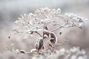 Cold (uitgebloeide bloem met ijskristallen) van Birgitte Bergman