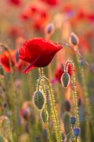 Poppy
