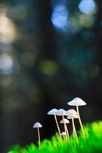 Fairy tale world in the forest
