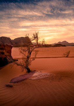 Struik in Wadi Rum