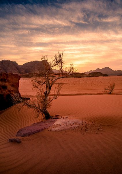 Struik in Wadi Rum von Rop Oudkerk