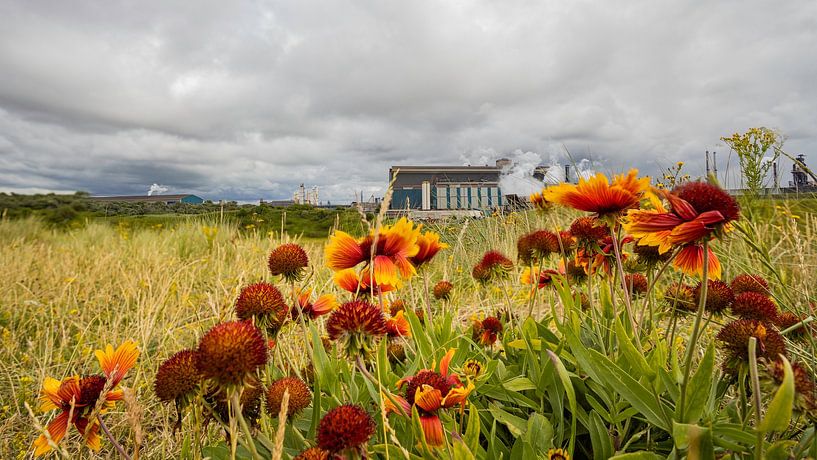 The nature around Tata Steel by Esther Bakker-van Aalderen