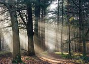 Nebliger Morgen im Zeister Wald! von Peter Haastrecht, van Miniaturansicht