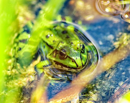 Grüne Kunst an der Wand