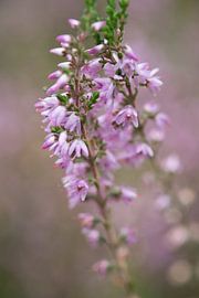 heather by Jo Beerens