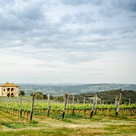 Toscaanse wijnvelden van Angelica van den Berg